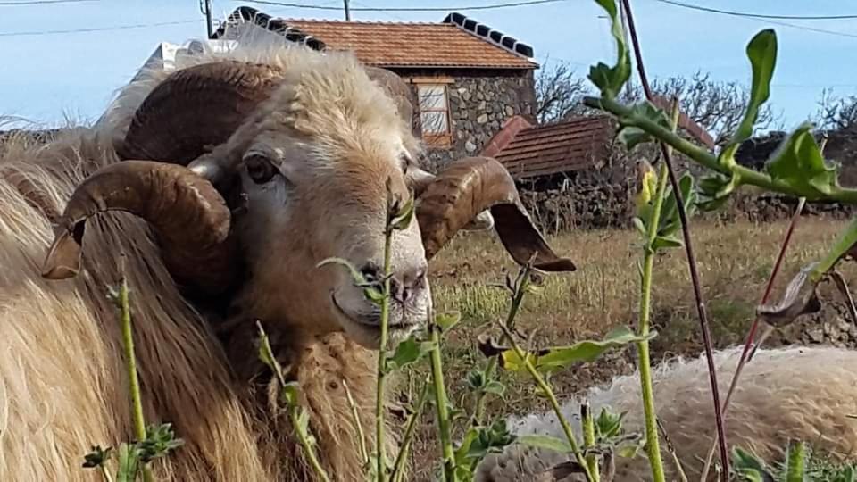 Casa Las Escaleritas Isora Εξωτερικό φωτογραφία